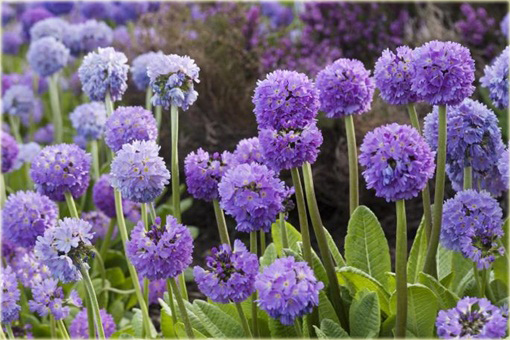 Pierwiosnek ząbkowany Lilac Primula denticulata