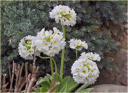 Pierwiosnek Ząbkowany Alba Primula denticulata