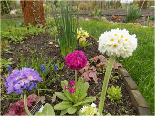 Pierwiosnek Ząbkowany Alba Primula denticulata