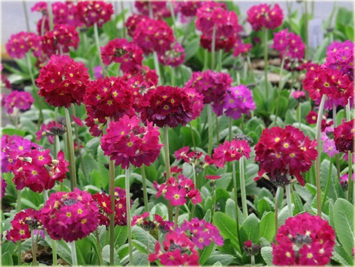 Pierwiosnek Ząbkowany Rubin Primula denticulata