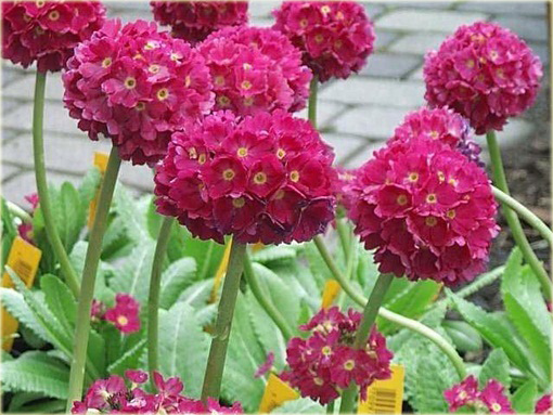 Pierwiosnek Ząbkowany Rubin Primula denticulata