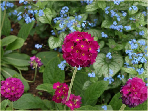 Pierwiosnek Ząbkowany Rubin Primula denticulata
