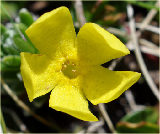 Pierwiośnik Vitaliana primuliflora