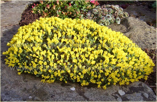 Pierwiośnik Vitaliana primuliflora