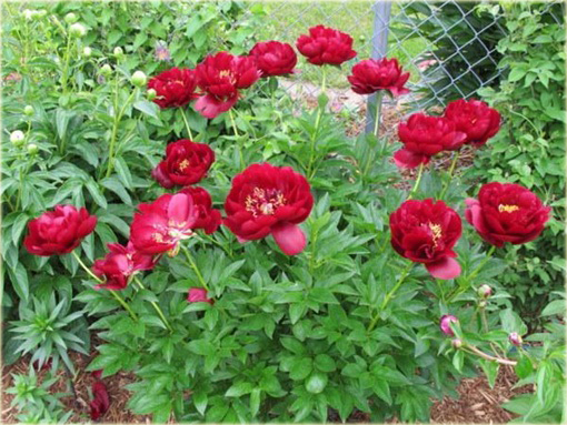 Piwonia chińska Buckeye Belle Paeonia buckeye belle