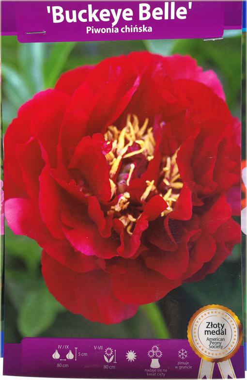 Piwonia chińska Buckeye Belle Paeonia buckeye belle