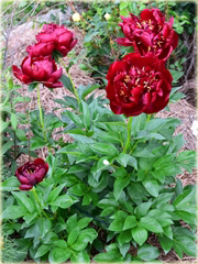 Piwonia chińska Buckeye Belle  Paeonia buckeye belle