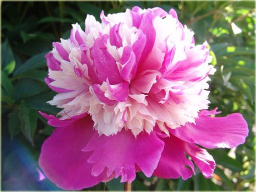 Piwonia chińska Celebrity Paeonia celebrity
