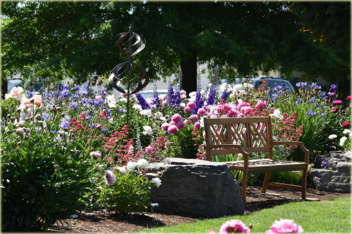 Piwonia chińska Celebrity Paeonia celebrity