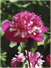 Piwonia chińska Celebrity   Paeonia celebrity