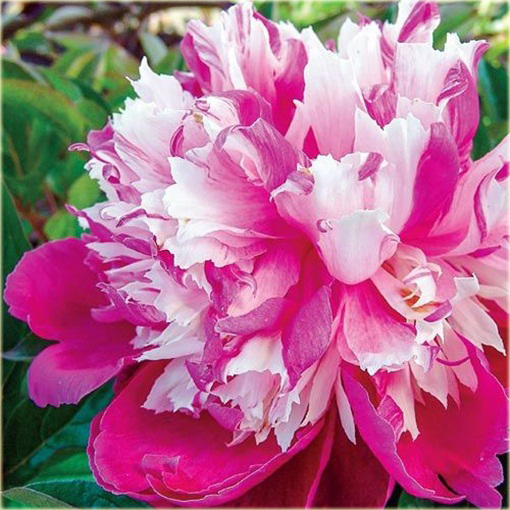 Piwonia chińska Daydream Paeonia daydream