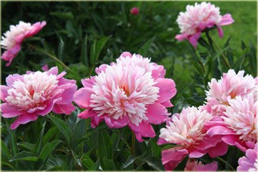 Piwonia chińska Daydream Paeonia daydream