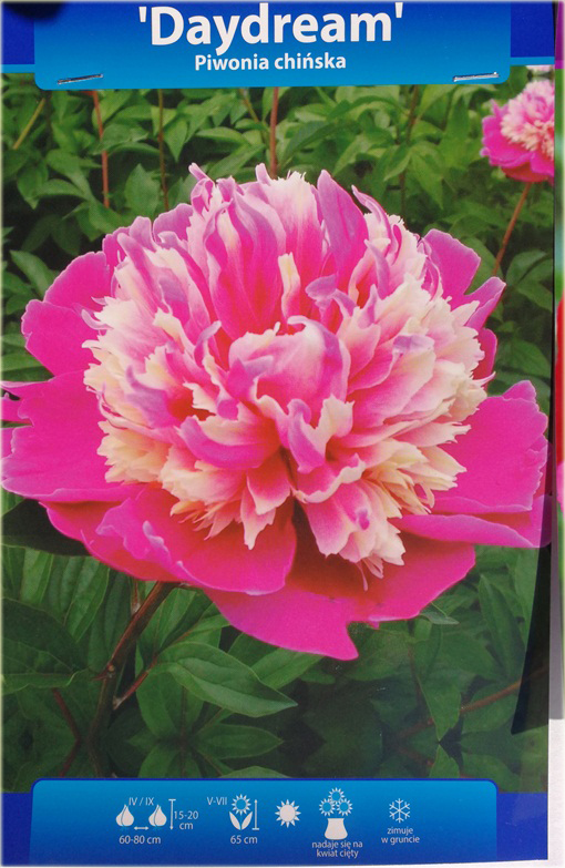 Piwonia chińska Daydream Paeonia daydream
