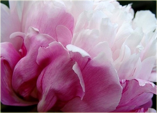 Piwonia chińska Peaches and Cream Paeonia peaches and cream