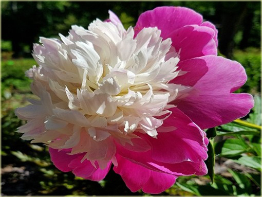 Piwonia chińska Peaches and Cream Paeonia peaches and cream