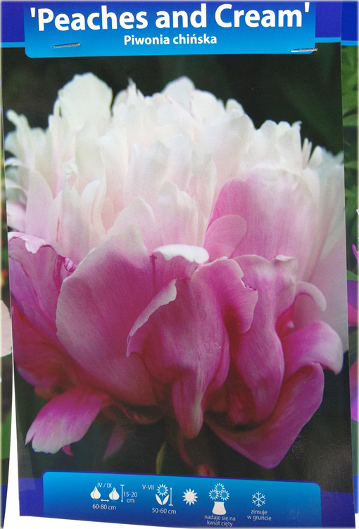 Piwonia chińska Peaches and Cream Paeonia peaches and cream
