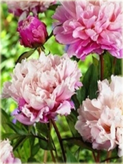 Piwonia chińska Peaches and Cream   Paeonia peaches and cream