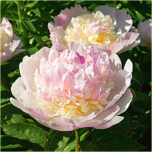 Piwonia chińska Raspberry Sundae   Paeonia raspberry sundae