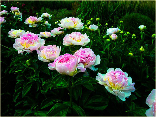 Piwonia chińska Raspberry Sundae   Paeonia raspberry sundae