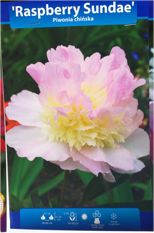 Piwonia chińska Raspberry Sundae   Paeonia raspberry sundae