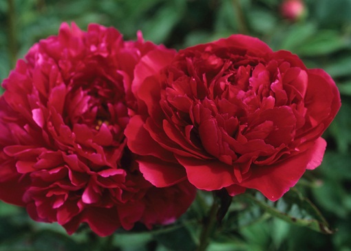 Piwonia Karl Rosenfield Paeonia lactiflora