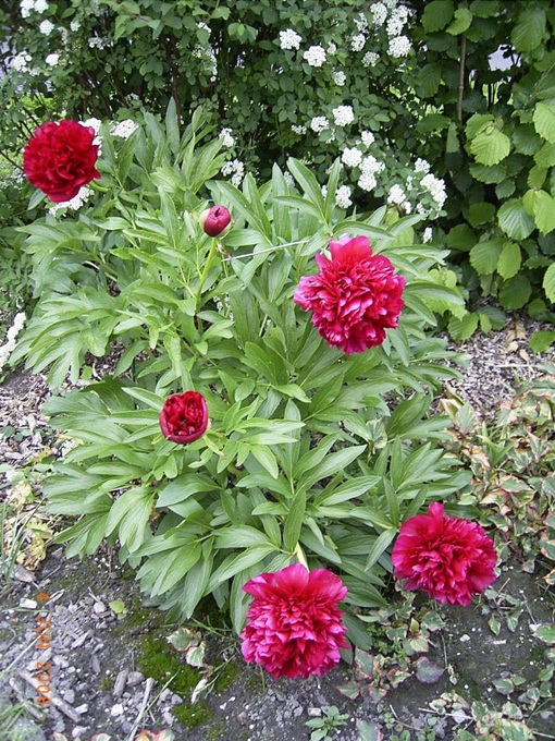 Piwonia Karl Rosenfield Paeonia lactiflora