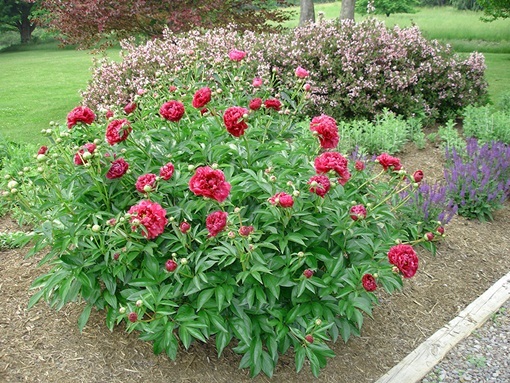 Piwonia Karl Rosenfield Paeonia lactiflora