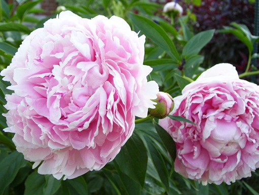 Piwonia Sarah Bernhardt Paeonia lactiflora