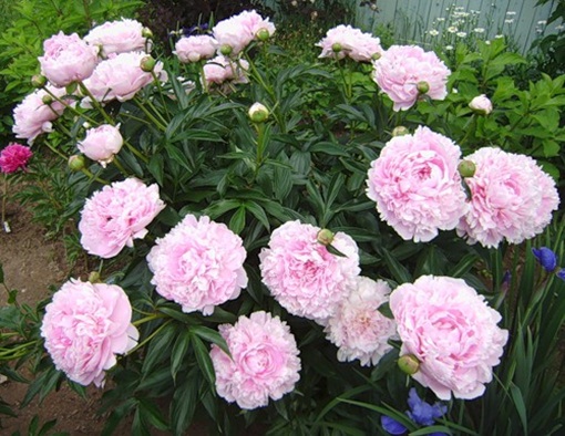 Piwonia Sarah Bernhardt Paeonia lactiflora