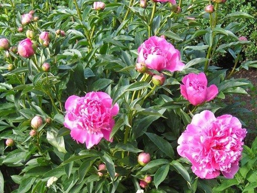 Piwonia różowa wielkokwiatowa Paeonia lactiflora