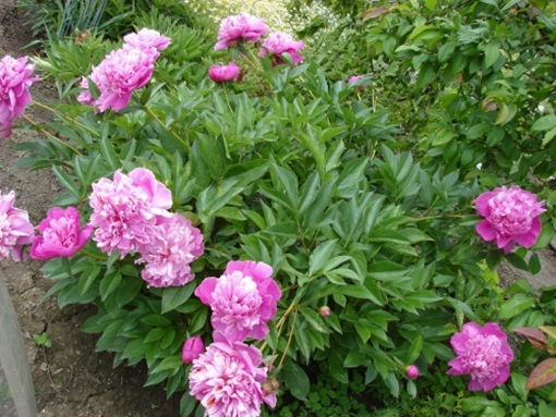 Piwonia różowa wielkokwiatowa Paeonia lactiflora