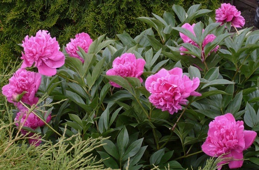 Piwonia różowa wielkokwiatowa Paeonia lactiflora