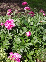 Piwonia różowa wielkokwiatowa Paeonia lactiflora