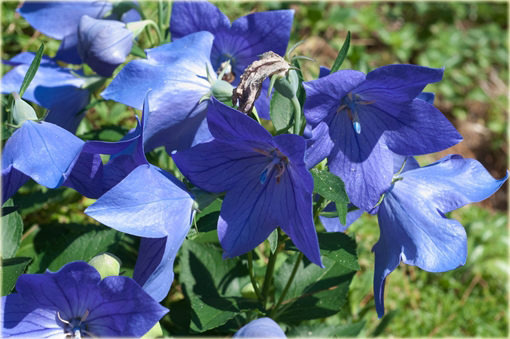 Platykodon wielokwiatowy  Platycodon grandiflorum 
