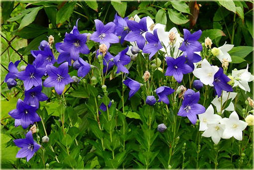 Platykodon wielokwiatowy  Platycodon grandiflorum 