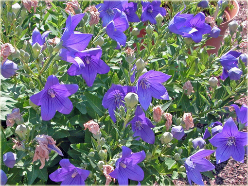 Platykodon wielokwiatowy  Platycodon grandiflorum