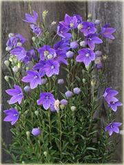 Platykodon wielokwiatowy  Platycodon grandiflorum