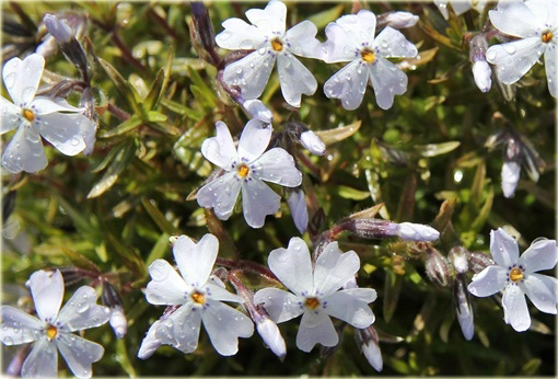 Płomyk (floks) szydlasty Early Spring White Phlox subulata