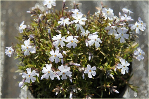 Płomyk (floks) szydlasty Early Spring White Phlox subulata