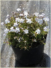 Płomyk (floks) szydlasty Early Spring White Phlox subulata