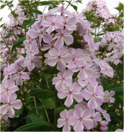 Płomyk wiechowaty All in One, floks Phlox paniculata All in One