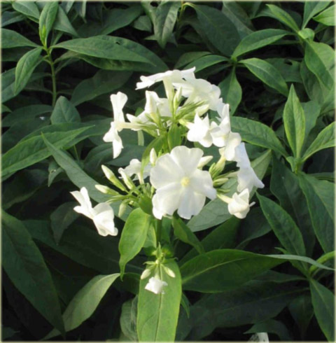 Płomyk wiechowaty BIAŁY, floks Phlox paniculata white