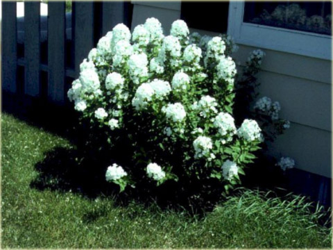 Płomyk wiechowaty BIAŁY, floks Phlox paniculata white