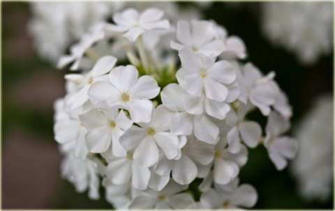 Płomyk wiechowaty BIAŁY, floks Phlox paniculata white