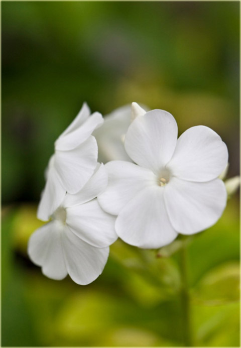 Płomyk wiechowaty BIAŁY, floks Phlox paniculata white