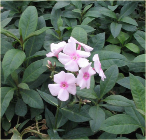 Płomyk wiechowaty Bright Eyes, floks jasnoróżowy z ciemniejszym oczkiem Phlox paniculata Bright Eyes