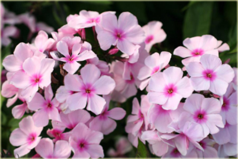 Płomyk wiechowaty Bright Eyes, floks jasnoróżowy z ciemniejszym oczkiem Phlox paniculata Bright Eyes