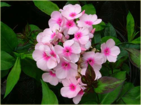 Płomyk wiechowaty Bright Eyes, floks jasnoróżowy z ciemniejszym oczkiem Phlox paniculata Bright Eyes