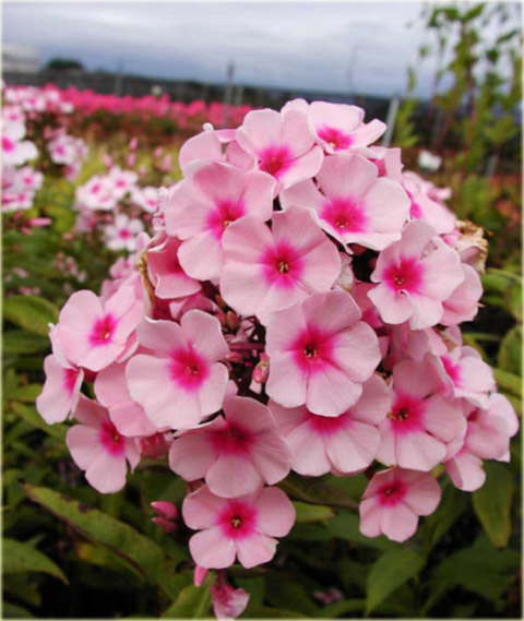 Płomyk wiechowaty Bright Eyes, floks jasnoróżowy z ciemniejszym oczkiem Phlox paniculata Bright Eyes