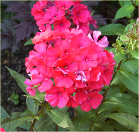 Płomyk wiechowaty Lizzy, floks różowy Phlox paniculata Lizzy